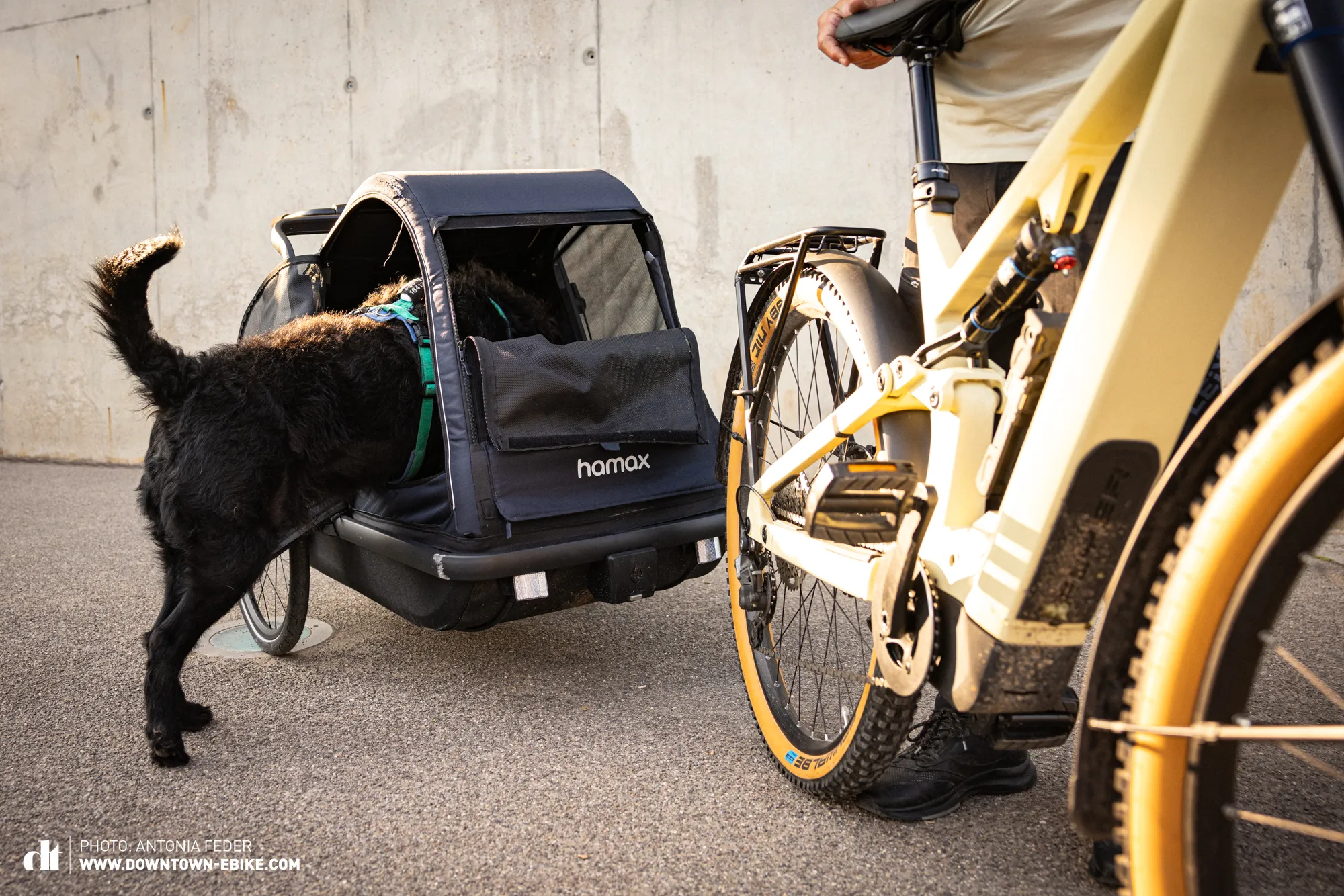 Henry eagerly climbs into the Hamax dog bike trailer through its convenient side entry.