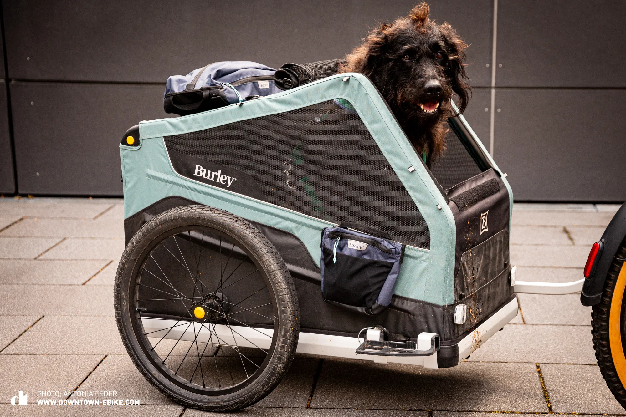 Henry is shown inside the Burley dog trailer, looking alert.