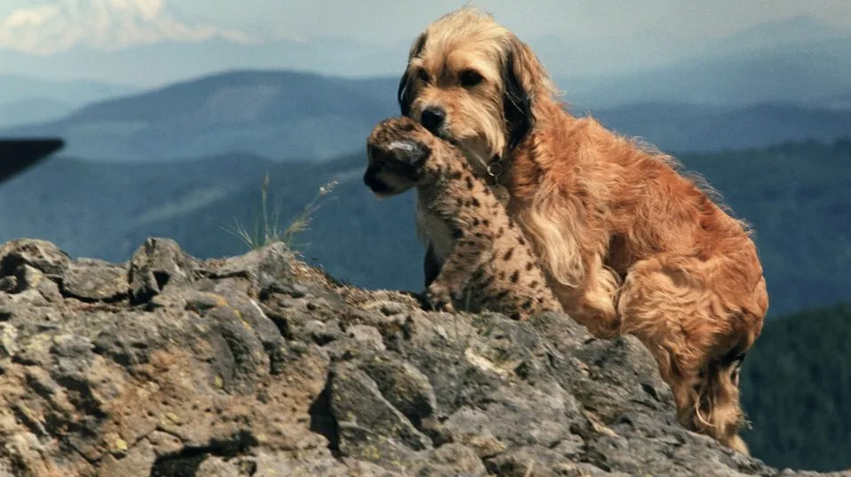 Higgins, the scruffy mixed-breed dog who starred as Benji, poses for a charming portrait, representing a heartwarming dog movie from real life.