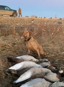 High-energy female Chesapeake Bay Retriever, CK's Backwards Thinking SH, ready for uplands