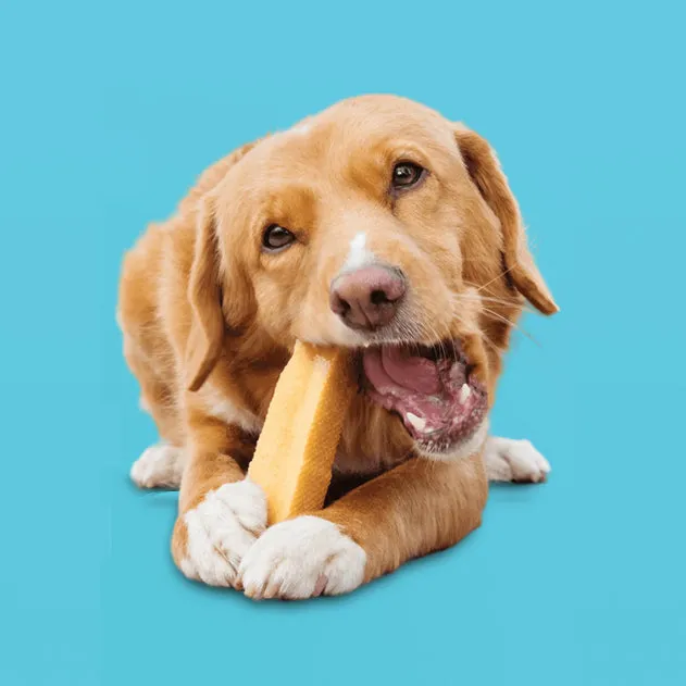Himalayan yak chews, showcasing the natural ingredients and a happy dog enjoying the treat
