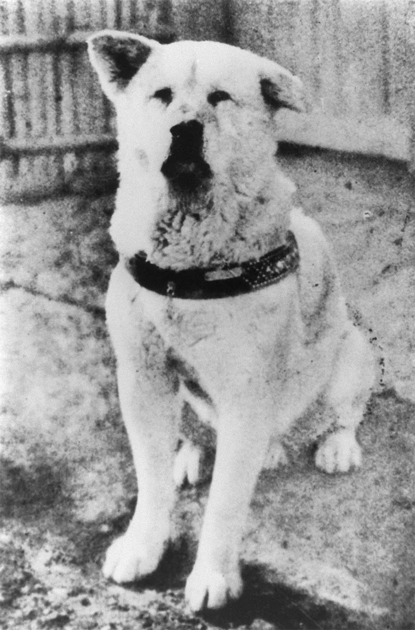 Historic photograph of Hachiko, the waiting Akita dog, famed for his exceptional loyalty at Shibuya Station.