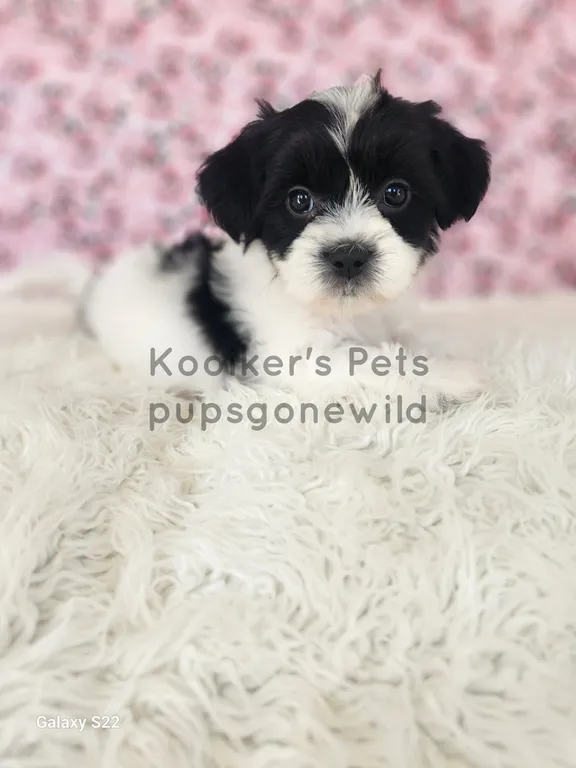 Hocus, a captivating black and white female Teddy Bear puppy