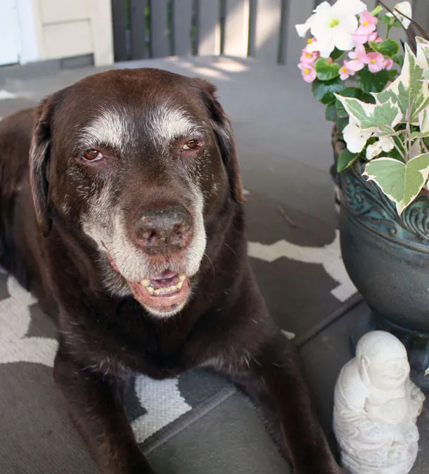 Holistic Care for Your Senior Dog and How Much It Costs
