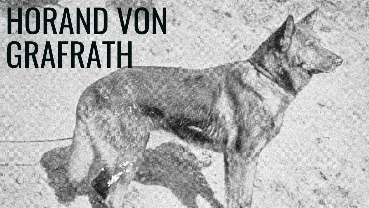 Horand von Grafrath, The First German Shepherd Dog