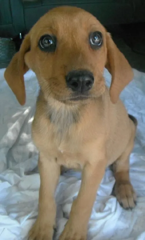Hound Lab mix puppy siblings looking at the camera