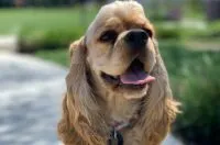 How to Get Your Senior Dog to Eat More