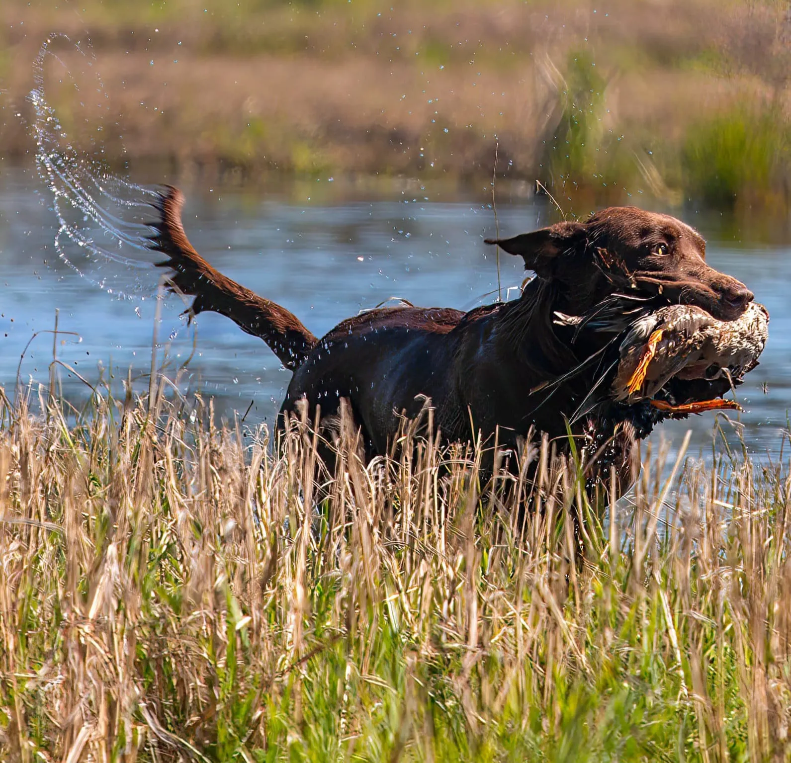 HRCH 4XGMPR Wow The Fabulous (WTF) Buck SH, a chocolate Labrador Retriever stud from Absecon, NJ