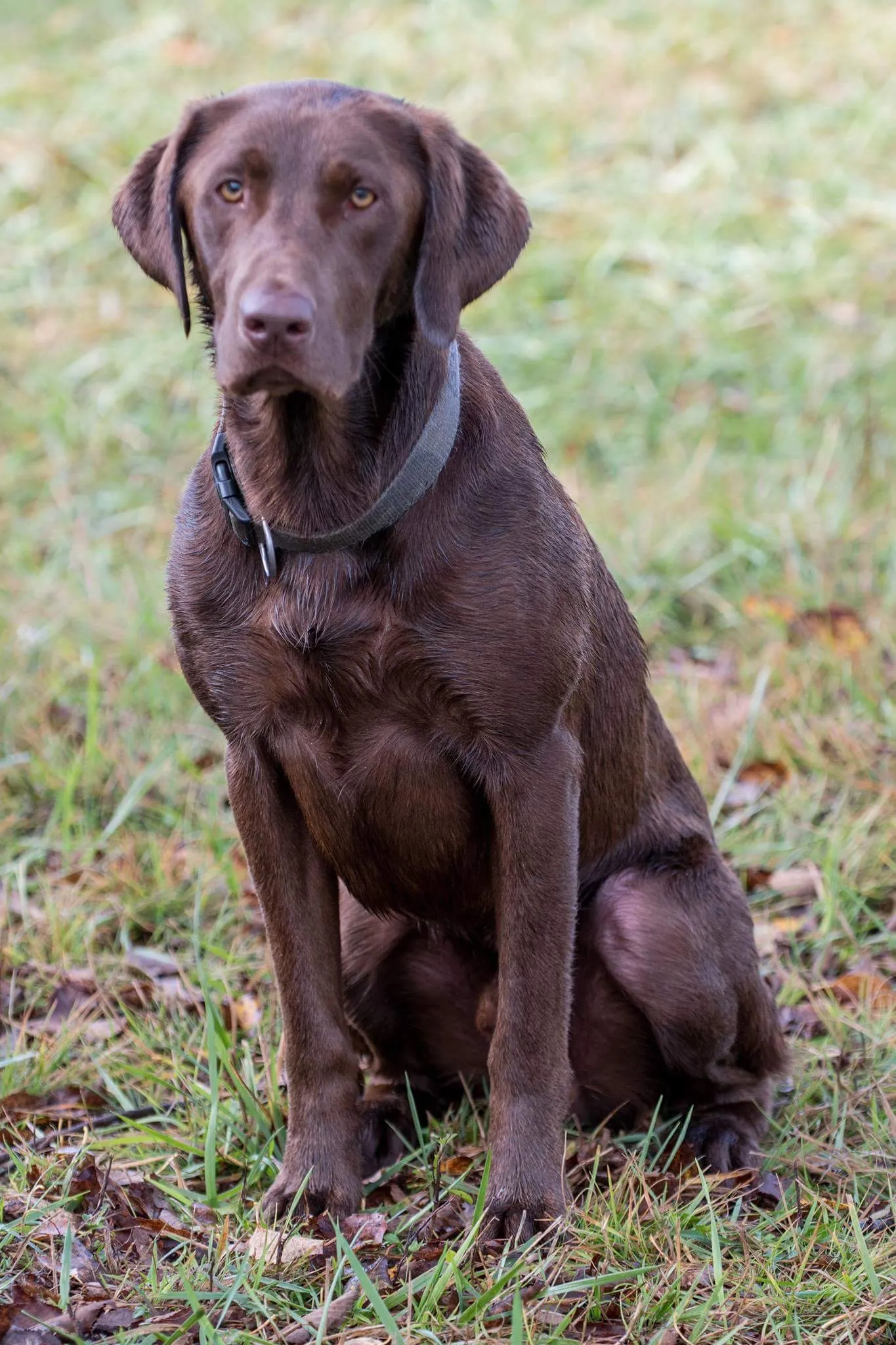HRCH, UH Great Lakes Magnum Blue Tide MH, MAH, HOF, a chocolate Labrador Retriever stud from Ohio