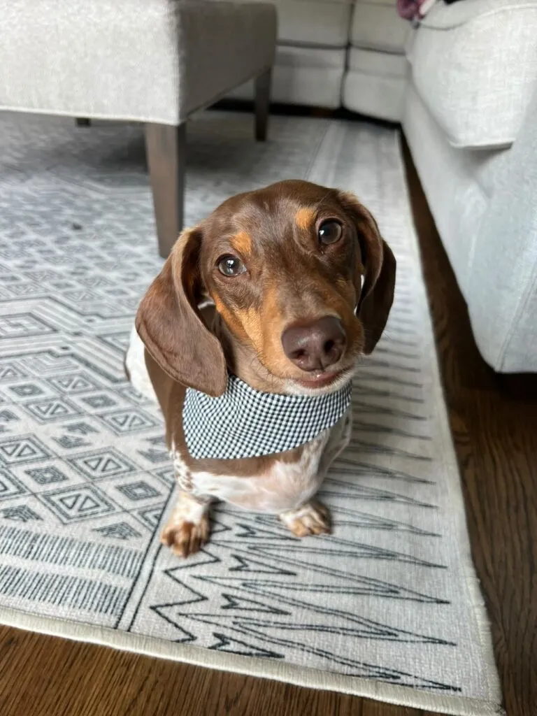Huey, a spirited miniature dapple dachshund, standing proudly.