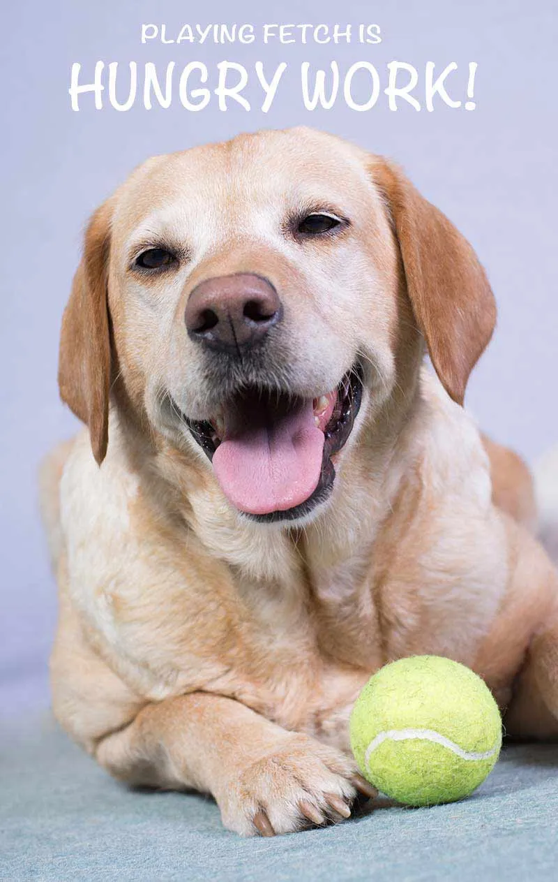 Hungry Labrador looking intently at food bowl, illustrating keen appetite
