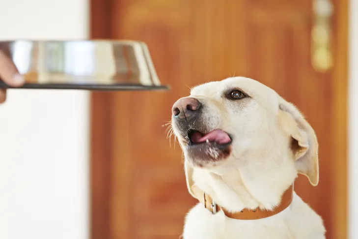 Hungry Labrador Retriever waiting for the bowl to be put down.