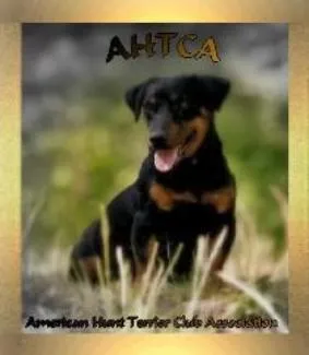 Hunt Terrier logo featuring a stylized dog head