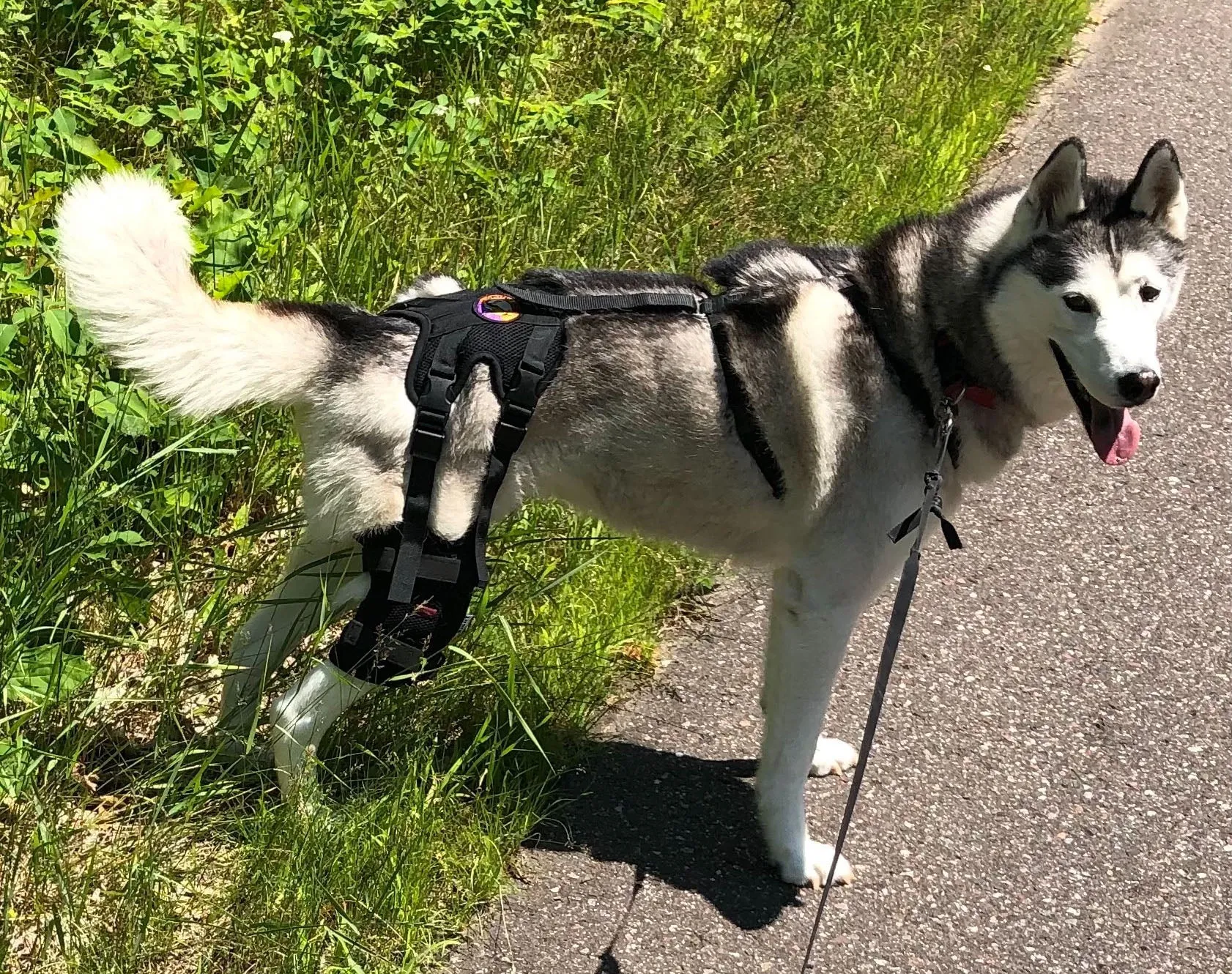 Husky wearing dog knee brace for support and stability