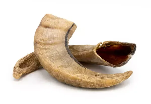 Icelandic lamb horn, a durable and unique long-lasting dog chew for determined large chewers