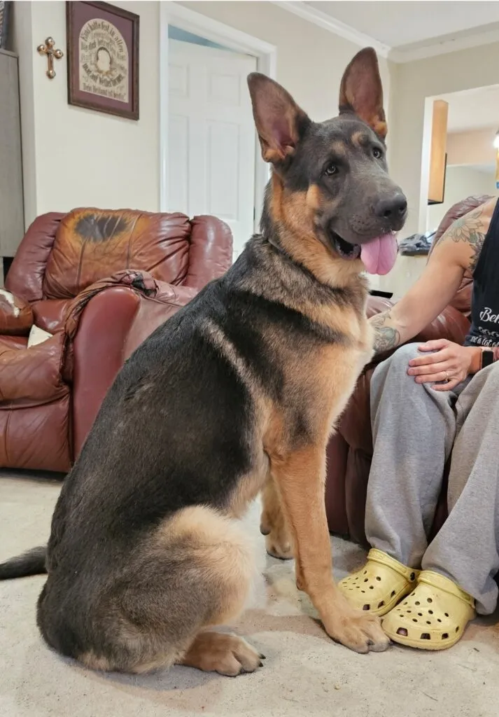 Icon, a 10-month-old King German Shepherd male, showcasing heavy bones, a blocky head, and deep chest, ideal traits for future litters