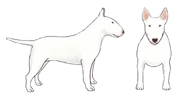 Iconic White Bull Terrier next to a Colored Bull Terrier, showcasing genetic variations
