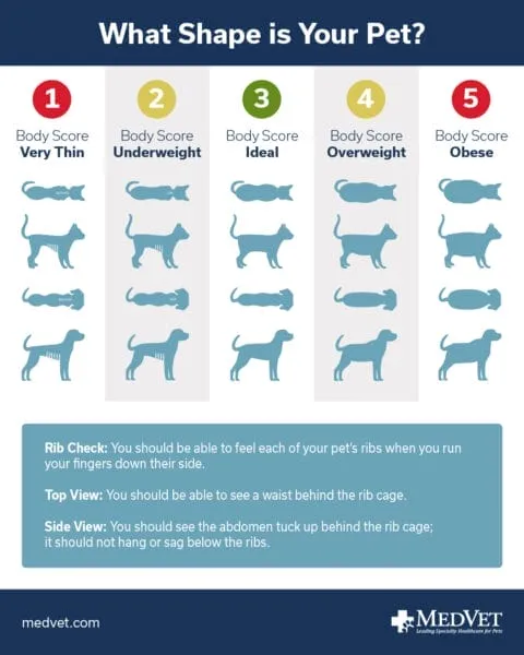 Illustration demonstrating how to check a dog's body condition score by touch and sight