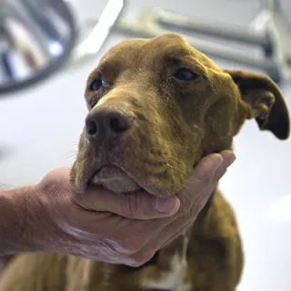 Illustration of internal damage to a dog's heart and lungs caused by severe worm infestation