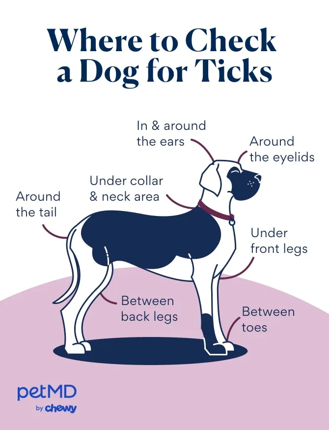 Illustration showing key areas on a dog's body to thoroughly check for ticks, including ears, neck, paws, and under the tail.