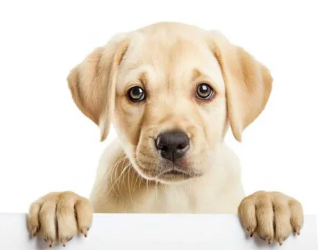 Illustration showing the link between dog gut health, immune system, and probiotic chews