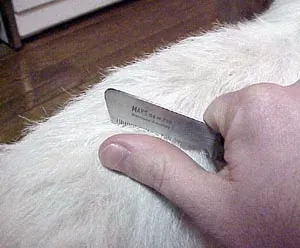 Illustrative image showing a hand carefully hand-stripping the hair from a rough coat Jack Russell Terrier's neck to remove dead undercoat.
