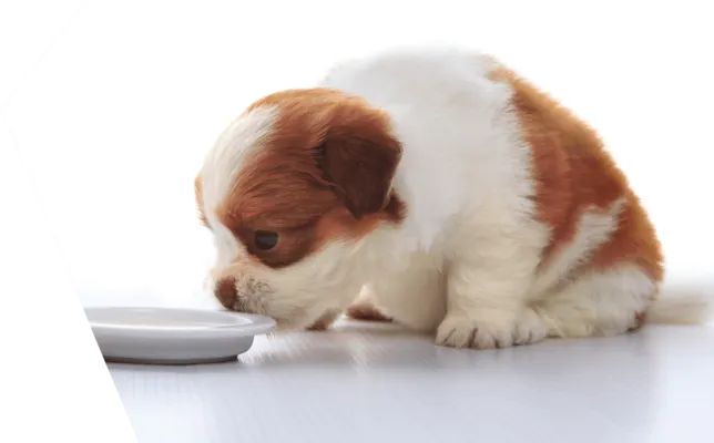 Image depicting a puppy being weaned, transitioning from milk to solid food