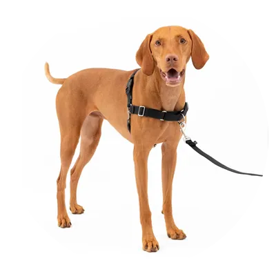 Image of a dog harness