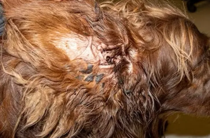 Image of a dog's ear with significant discharge and inflammation, characteristic of a severe chronic ear infection caused by yeast and bacteria in both ears.