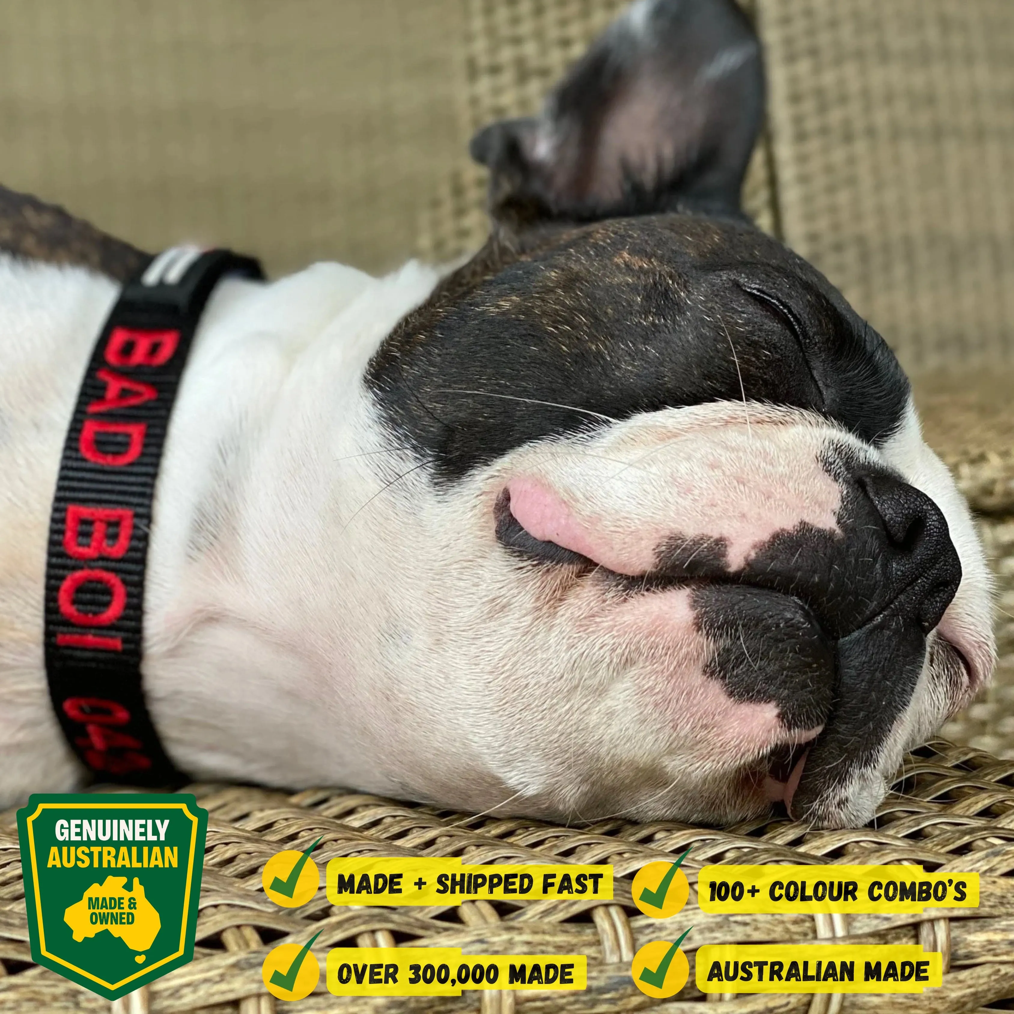 Image of a personalized dog collar with embroidered name and phone number