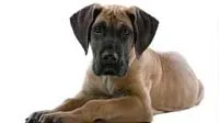 Impressive Great Dane puppies, symbolizing loyalty and companionship in Bangalore