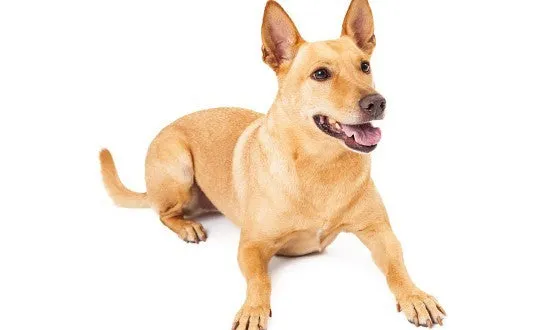 Indian Pariah Dog, a native Indian breed