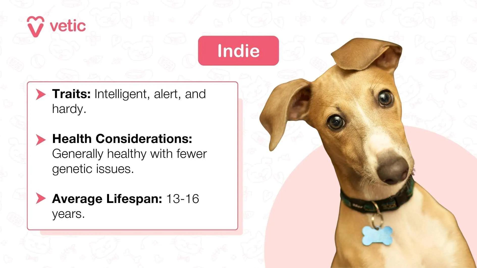 Indian Pariah Dog (Indie) sitting attentively on a light pink background