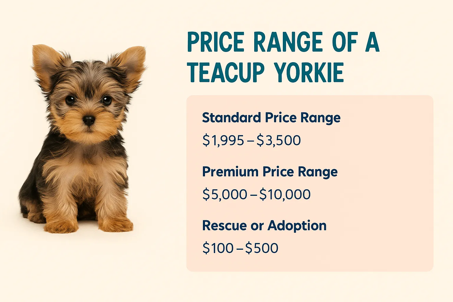Infographic detailing the price range of Teacup Yorkie puppies in the USA