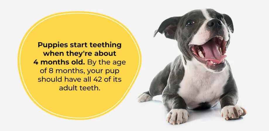 Infographic detailing the typical duration of puppy teething phases