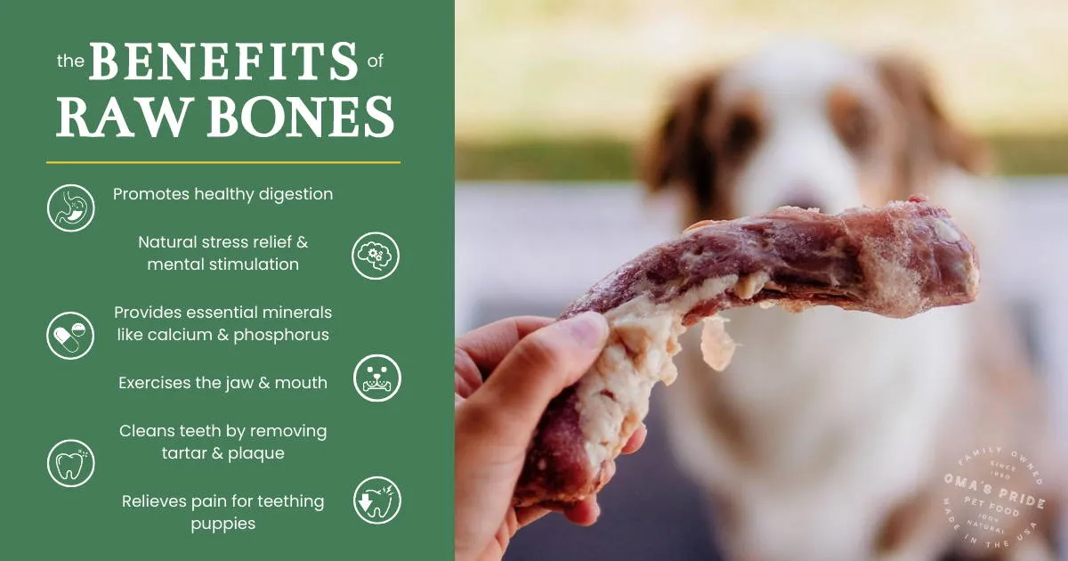 Infographic illustrating key benefits of raw bones for dogs, with a close-up of a dog enjoying a chicken neck, an excellent edible raw bone option.