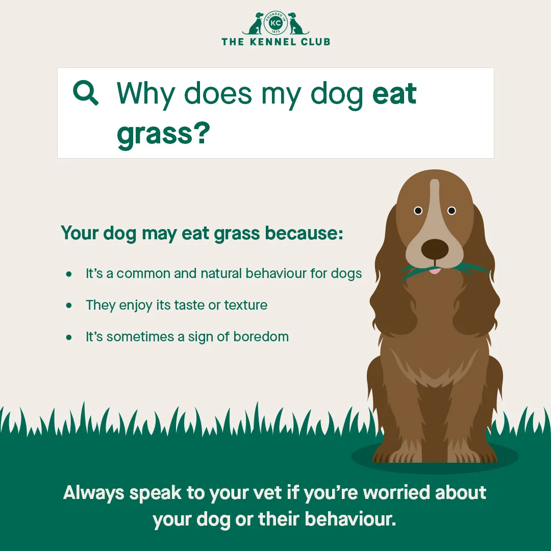 Infographic illustrating reasons why dogs eat grass and what owners should do