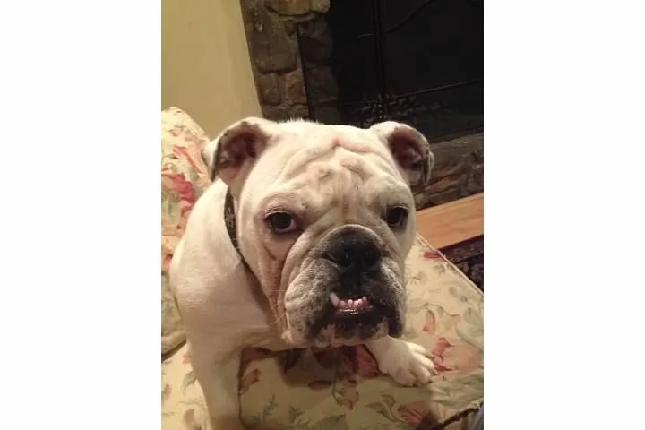 Inspirational quote about a good dog's love and loyalty, featured in true stories