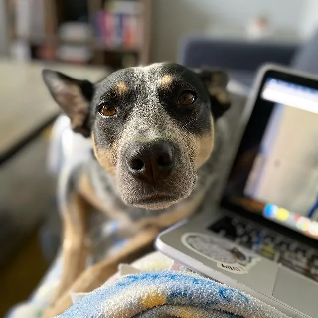 Instagram post discussing applying "The 5 Love Languages" to dog-human relationships, a unique perspective for new owners.