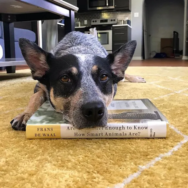 Instagram post from paws.andreflect discussing Are We Smart Enough to Know How Smart Animals Are by Frans de Waal