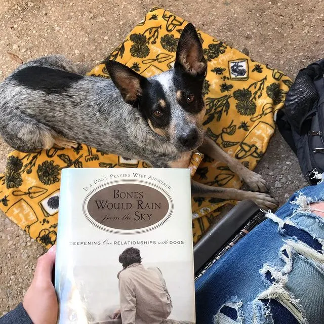 Instagram post from paws.andreflect discussing Bones Would Rain From the Sky by Suzanne Clothier