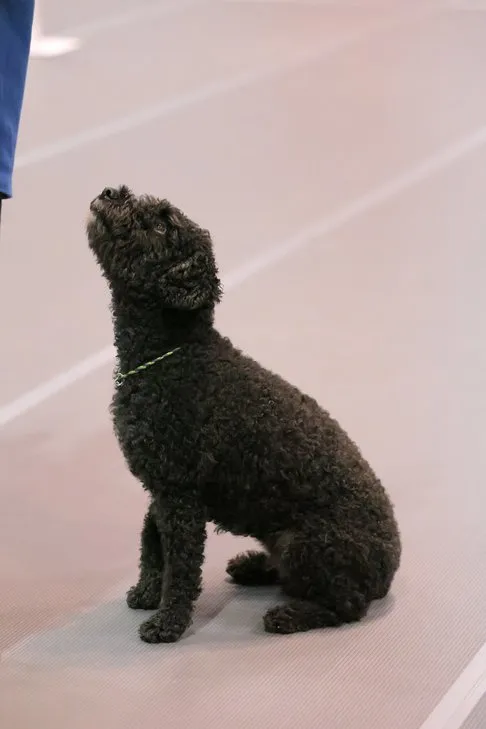 Intense Spanish Water Dog portrait, demonstrating focus and alertness.