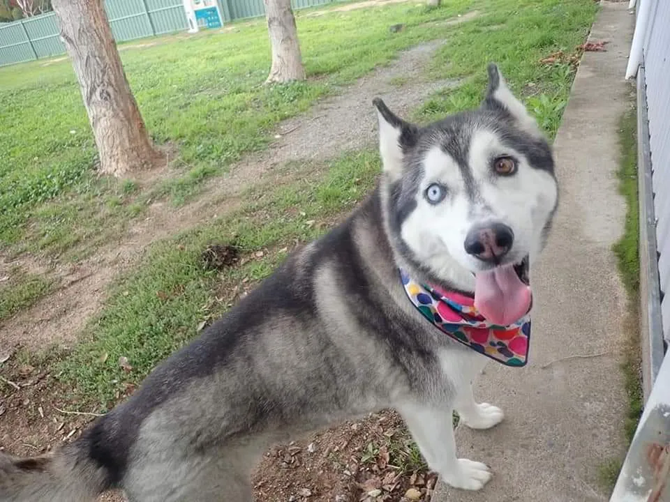 Iris, a beloved husky who tragically died at Tara Pet Boarding, remembered for her smart and loyal nature.