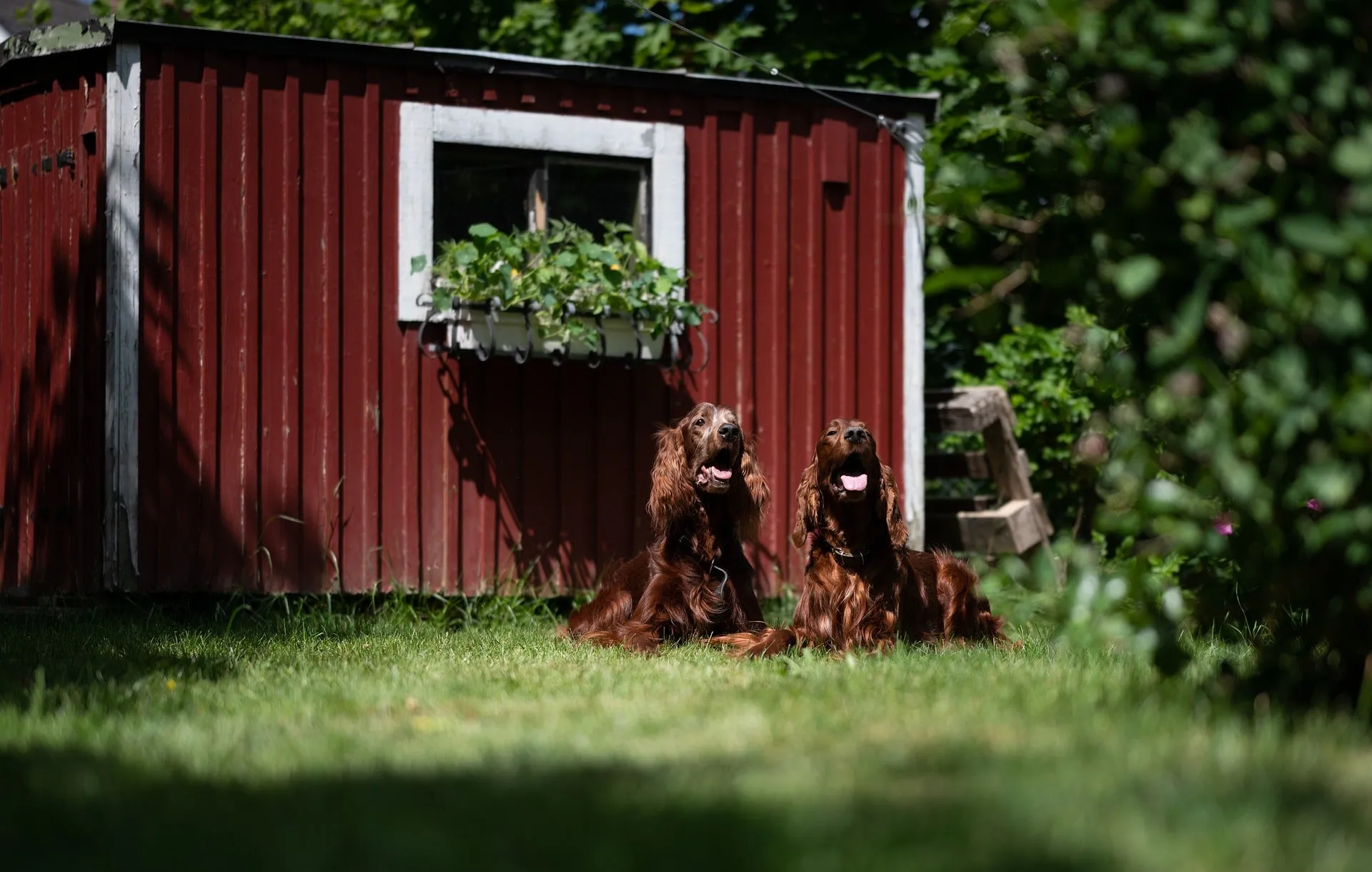 Irish Red Setters relaxing calmly by a garden shed, symbolizing a dog getting used to the garden environment for potty training.
