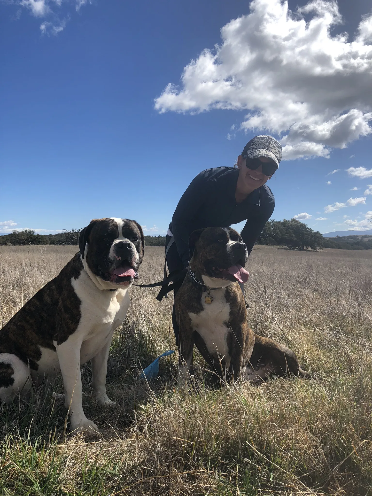 Jack and Macey, two attentive Mastiff American Bulldog mix dogs, looking out a window, illustrating their deep connection to their human family.