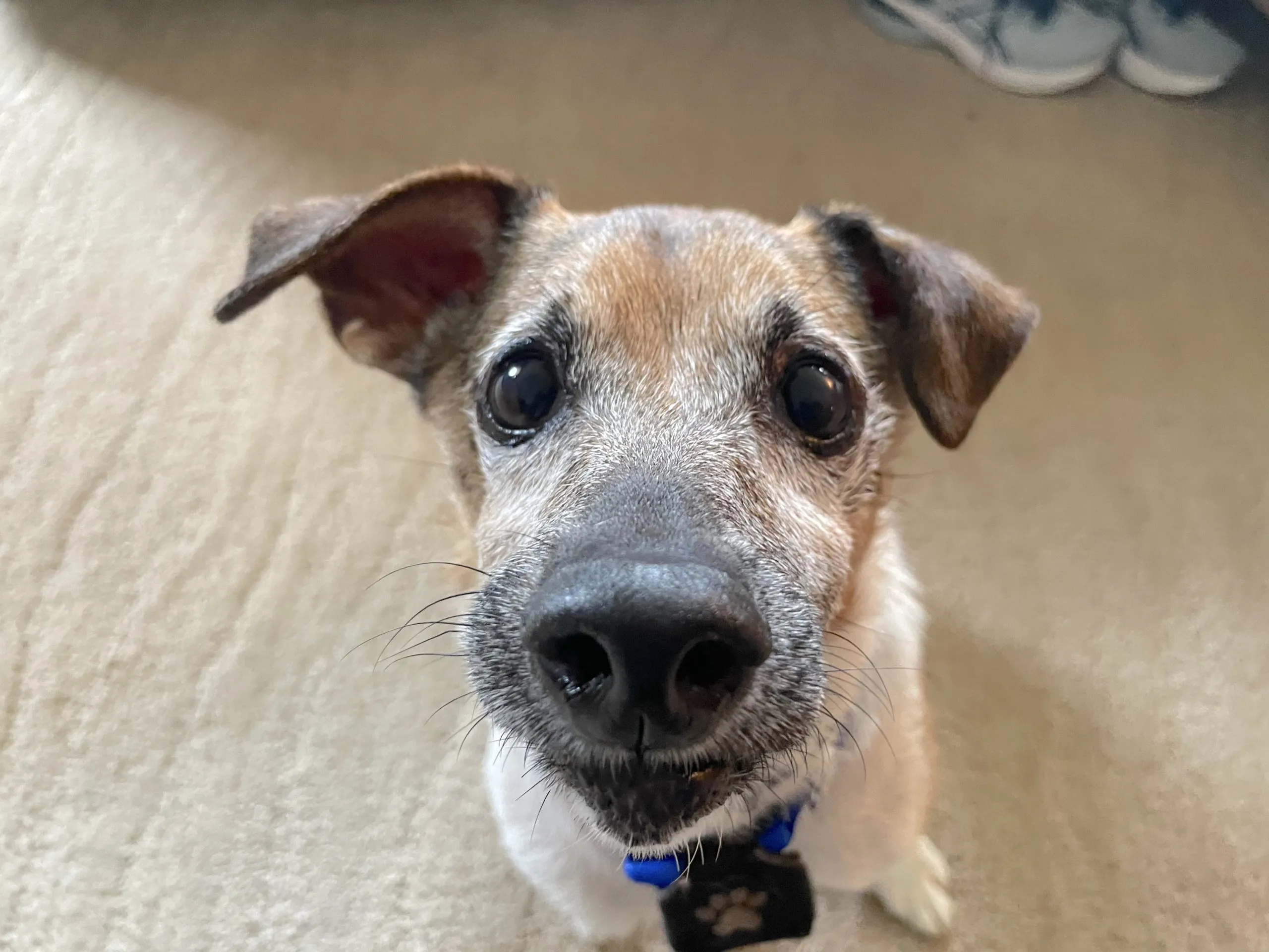 Jack Russell Terrier dog learning to come when called during a positive reinforcement training session, demonstrating effective recall