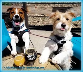 Jackson and Summit, two happy Jack Russell Terriers from Spanky's Dogs, with their proud owners.