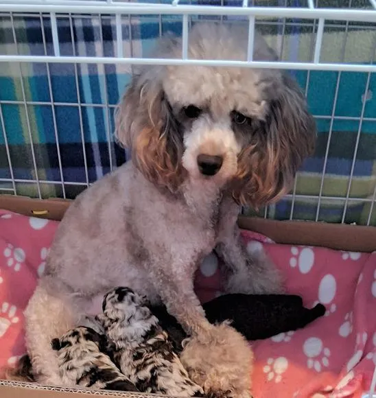 J'Adore, a caring Toy Poodle mother, with her litter of healthy and energetic puppies.