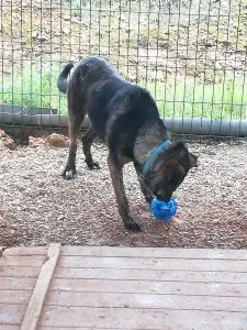 Jambo, a large dog, focused on the Kong Rewards Treat Ball, a great durable dog toy
