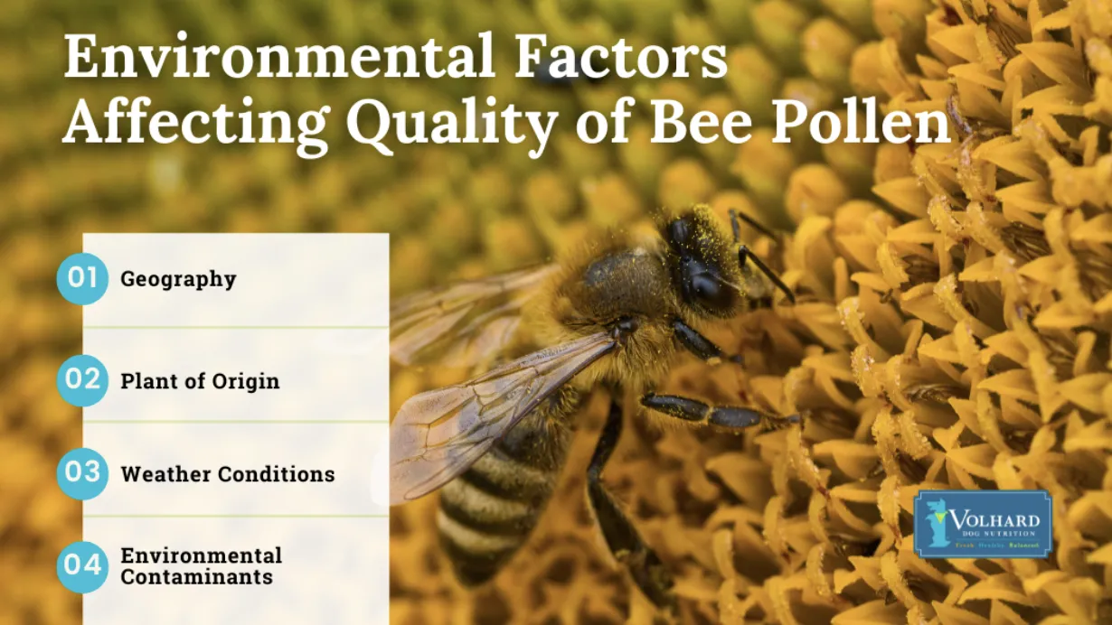Jar of bee pollen granules next to a jar of golden honey